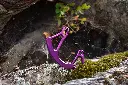 77-nature-se-1493.webp